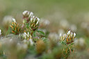 BUITEN BEELD Foto: 326107