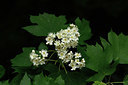 BUITEN BEELD Foto: 326113