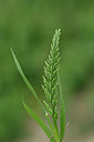 BUITEN BEELD Foto: 326171