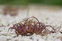 BUITEN BEELD Foto: 326177