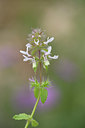 BUITEN BEELD Foto: 326185