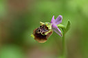 BUITEN BEELD Foto: 326186