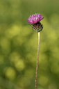 BUITEN BEELD Foto: 326204