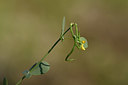 BUITEN BEELD Foto: 326232