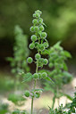 BUITEN BEELD Foto: 326272