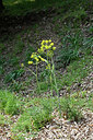 BUITEN BEELD Foto: 326279