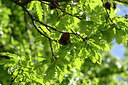 BUITEN BEELD Foto: 326292