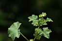 BUITEN BEELD Foto: 326337