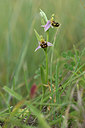 BUITEN BEELD Foto: 326357
