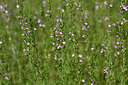 BUITEN BEELD Foto: 326398