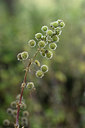 BUITEN BEELD Foto: 326448