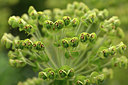 BUITEN BEELD Foto: 326469