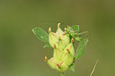 BUITEN BEELD Foto: 326474