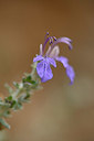 BUITEN BEELD Foto: 326490