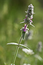 BUITEN BEELD Foto: 326496