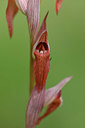 BUITEN BEELD Foto: 326503