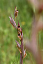 BUITEN BEELD Foto: 326505