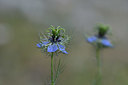 BUITEN BEELD Foto: 326521