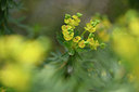 BUITEN BEELD Foto: 326525