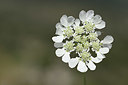 BUITEN BEELD Foto: 326617