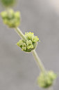 BUITEN BEELD Foto: 326639