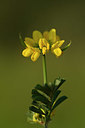 BUITEN BEELD Foto: 326661