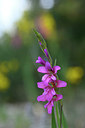 BUITEN BEELD Foto: 326686