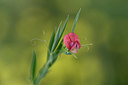BUITEN BEELD Foto: 326690