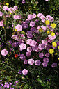 BUITEN BEELD Foto: 326696