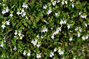 BUITEN BEELD Foto: 326698