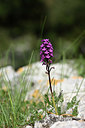 BUITEN BEELD Foto: 326733