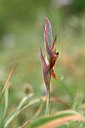 BUITEN BEELD Foto: 326805
