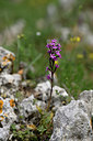 BUITEN BEELD Foto: 326855