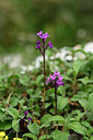 BUITEN BEELD Foto: 326862