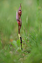 BUITEN BEELD Foto: 326909