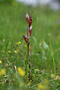 BUITEN BEELD Foto: 326920