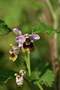 BUITEN BEELD Foto: 326938