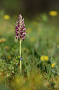 BUITEN BEELD Foto: 326943