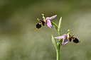 BUITEN BEELD Foto: 326982