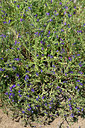 BUITEN BEELD Foto: 327036