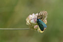 BUITEN BEELD Foto: 327098