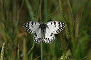 BUITEN BEELD Foto: 327120