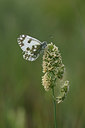 BUITEN BEELD Foto: 327121