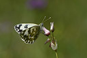 BUITEN BEELD Foto: 327125