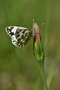 BUITEN BEELD Foto: 327126