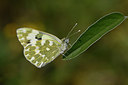 BUITEN BEELD Foto: 327127