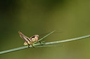 BUITEN BEELD Foto: 327142