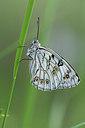 BUITEN BEELD Foto: 327145