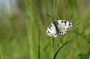 BUITEN BEELD Foto: 327147
