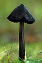 BUITEN BEELD Foto: 327177